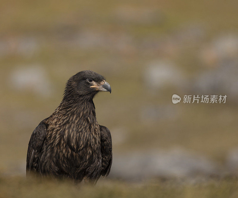 条纹卡拉卡拉，南方Phalcoboenus australis，卵石岛，福克兰群岛